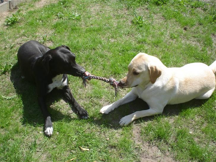 Labrador retriever Dumle billede 8