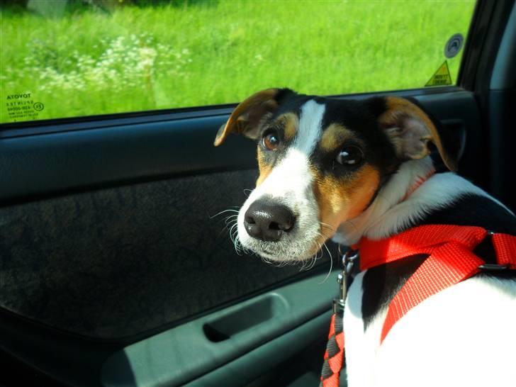 Dansk svensk gaardhund Lady - Lille Lady  billede 1