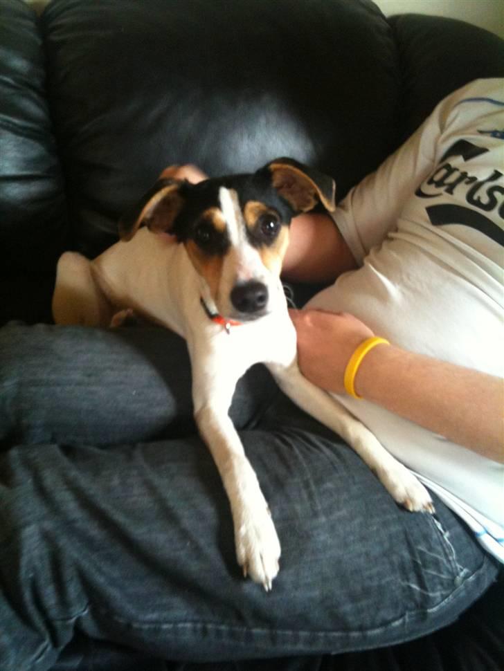 Dansk svensk gaardhund Lady - Det første rigtige billede af hende der blev taget billede 2