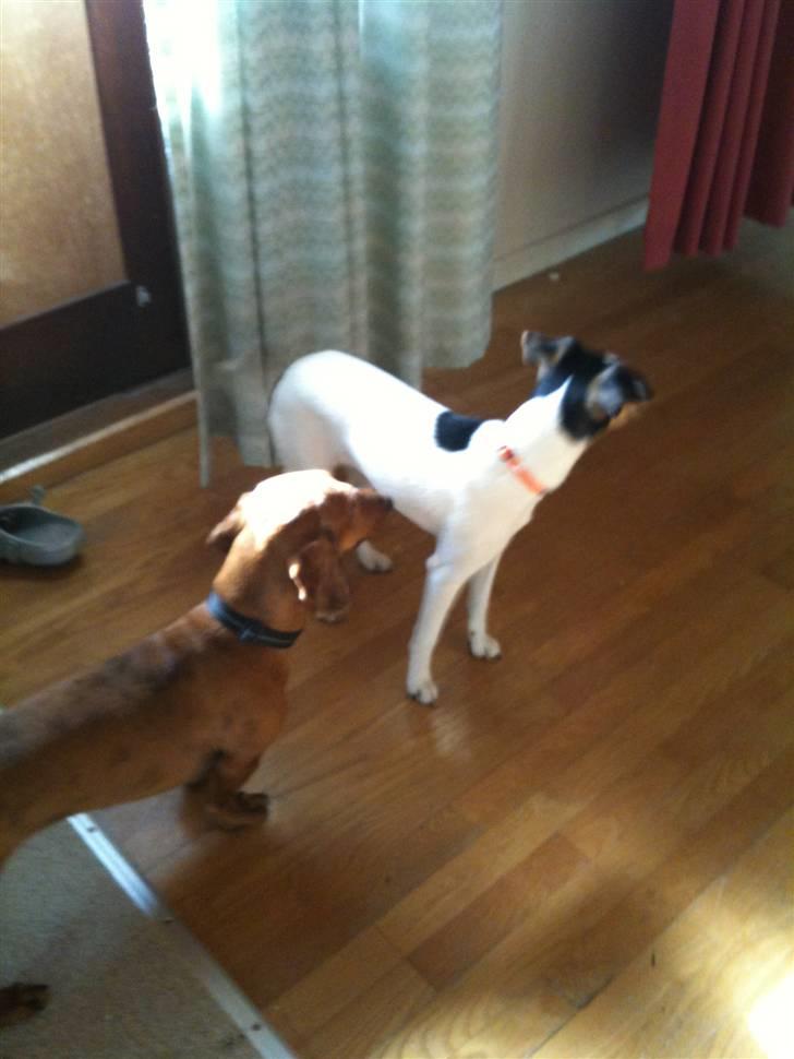 Dansk svensk gaardhund Lady - Lady og Cæsar billede 3