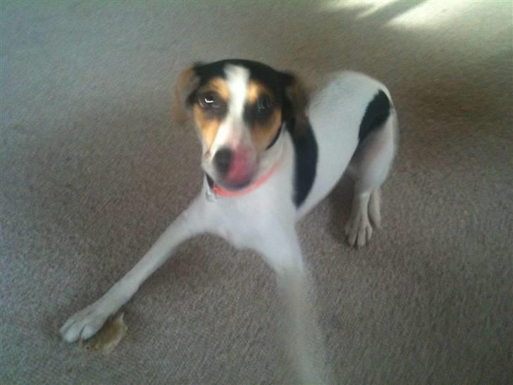 Dansk svensk gaardhund Lady - Meget livlige Lady billede 4