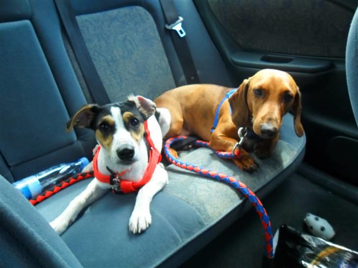 Dansk svensk gaardhund Lady - Så vi ude og køre bil  billede 5