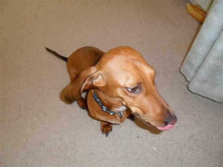 Gravhund Cæsar  - Helt nyt billede billede 6