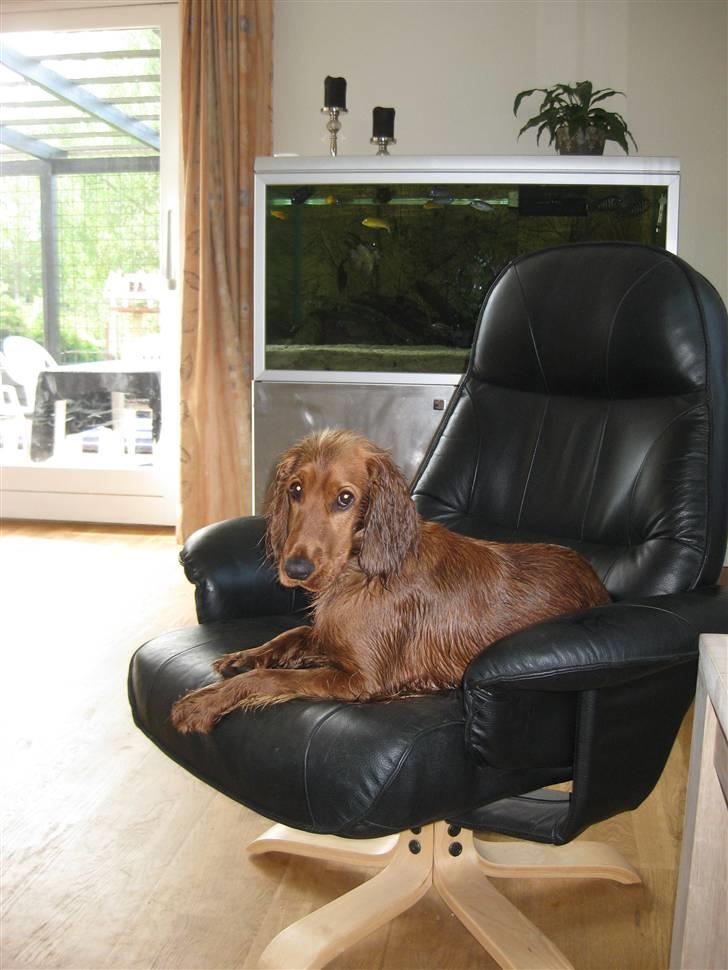 Cocker spaniel Diva  Solgt :'(  - Her har jeg lige været i bad. mhh det kan jeg godt lide. billede 13