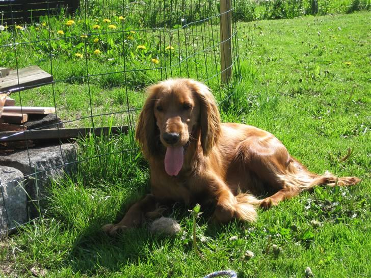Cocker spaniel Diva  Solgt :'(  billede 14