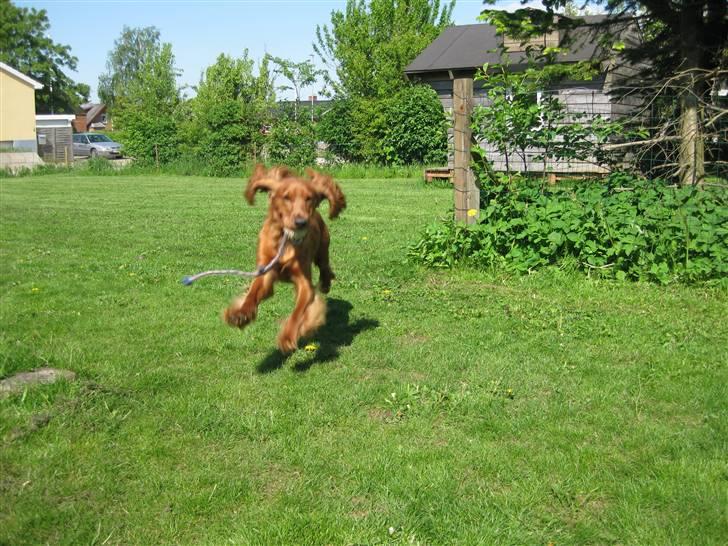 Cocker spaniel Diva  Solgt :'(  - leger med moar i haven billede 15