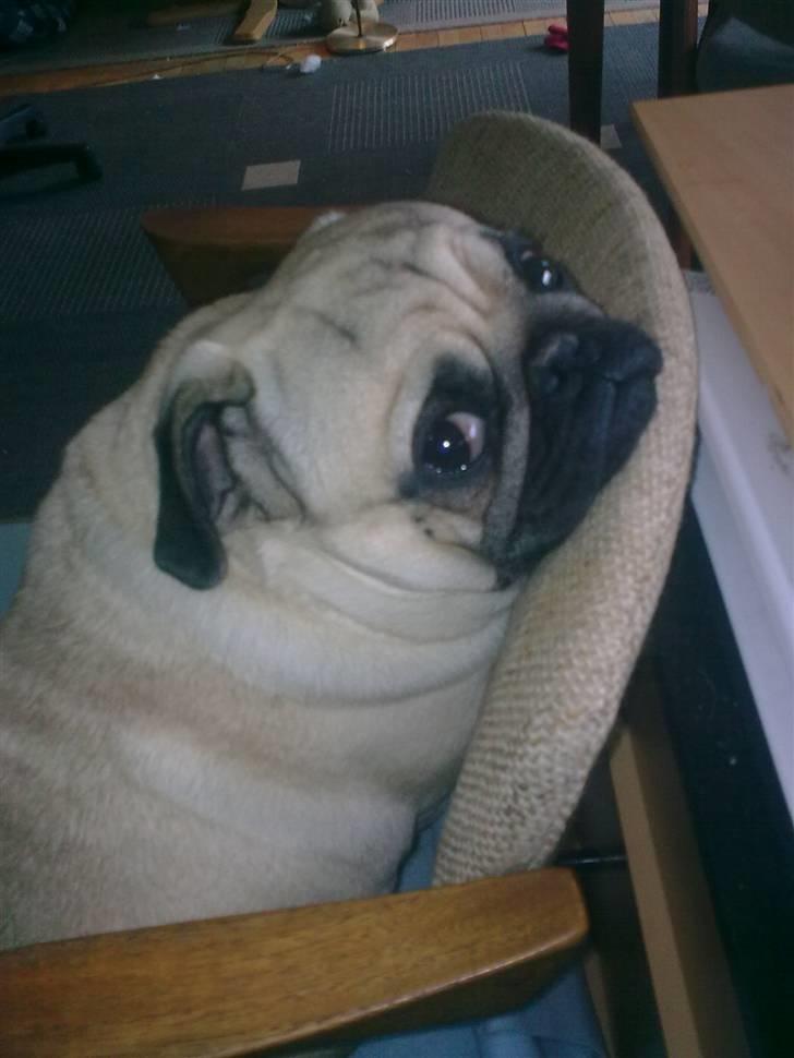 Mops Laban - altså mor, jeg sidder lige og sover og så blinker du med den der tingest billede 8