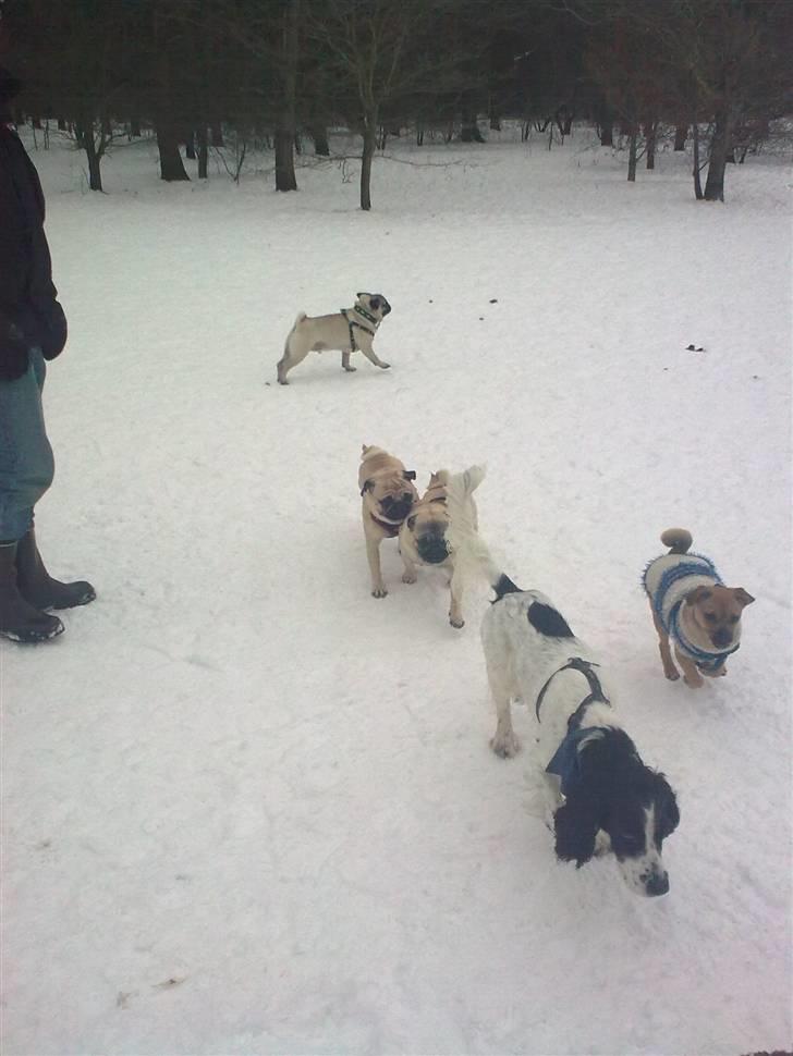 Mops Laban - mopsetræf i sneen billede 9
