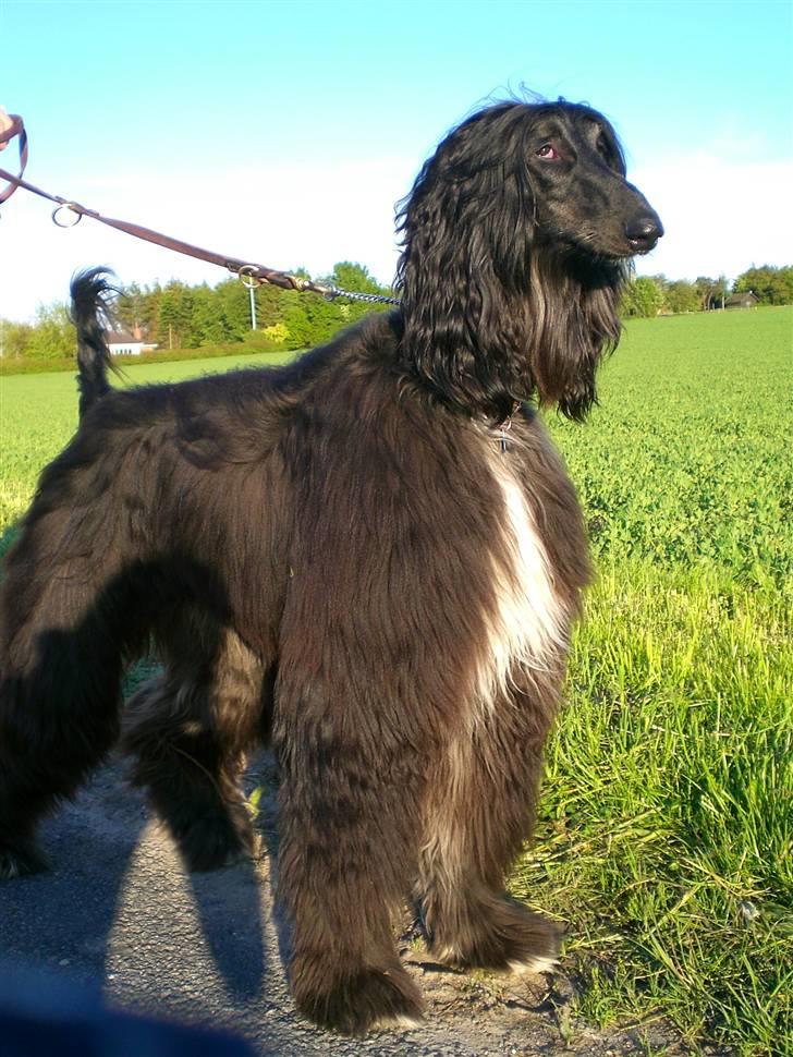 Afghansk mynde Voltaire billede 18