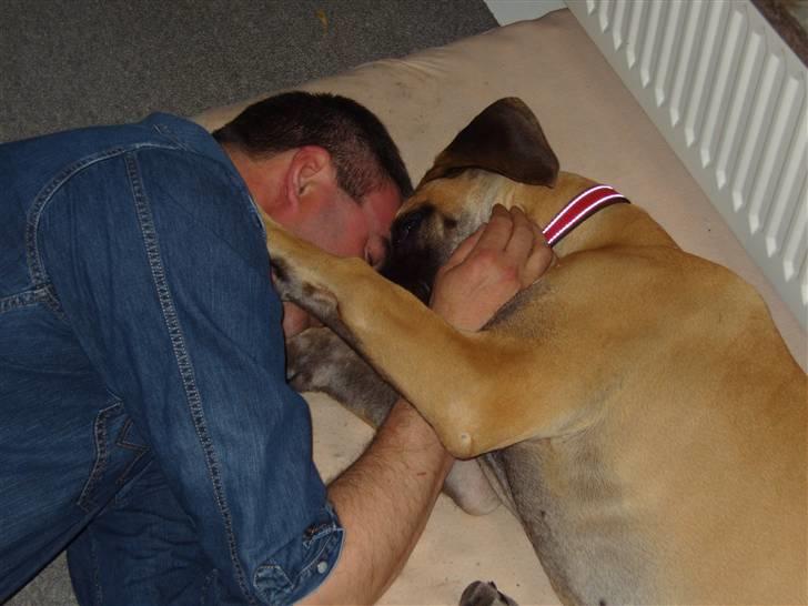 Grand danois Soffi  RIP - det er altså bare så hyggeligt  :) billede 7