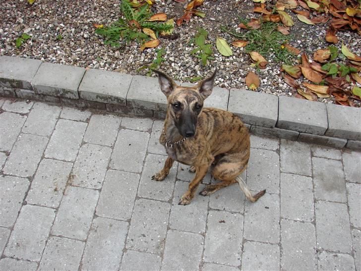 Whippet Miskha billede 1