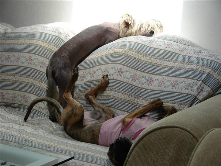 Whippet Miskha billede 2