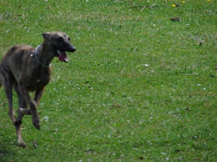 Whippet Miskha billede 3