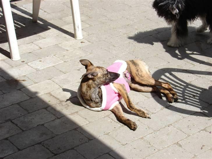 Whippet Miskha billede 4