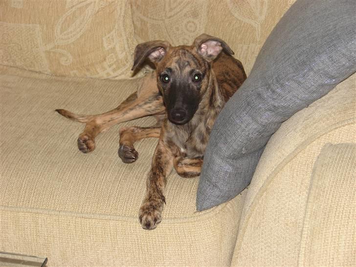 Whippet Miskha billede 5