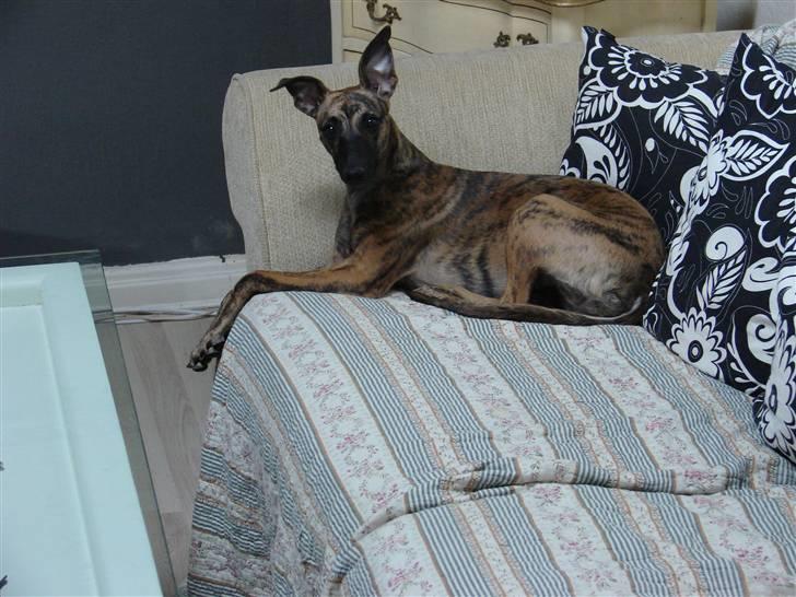 Whippet Miskha billede 6