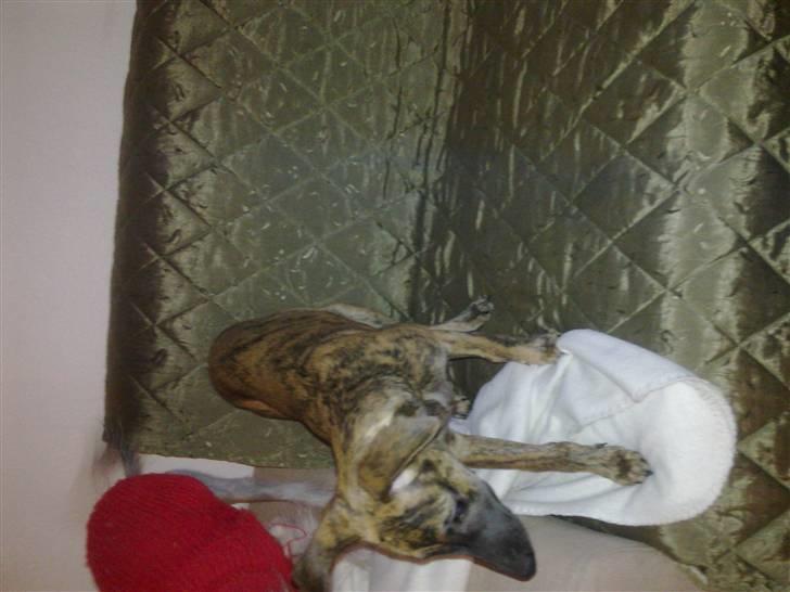 Whippet Miskha billede 7