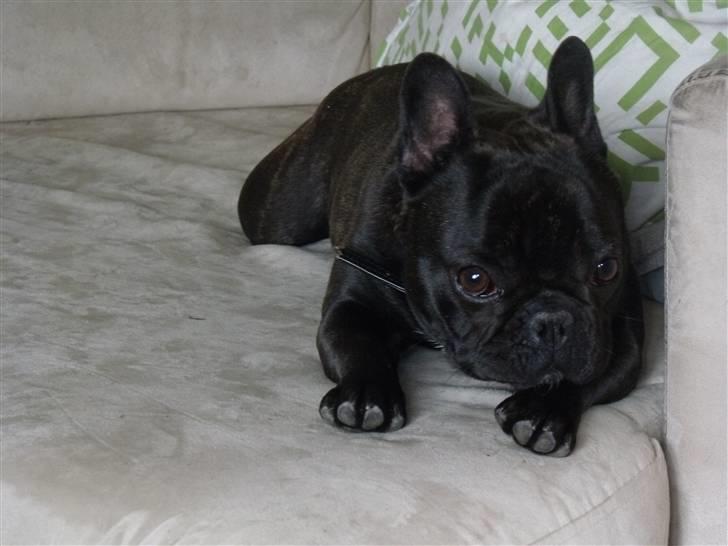 Fransk bulldog Tricki Woo billede 17