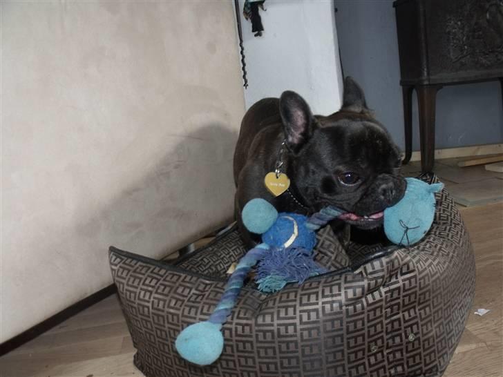 Fransk bulldog Tricki Woo billede 18