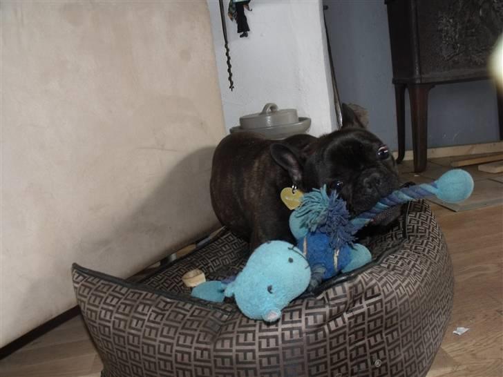 Fransk bulldog Tricki Woo billede 19