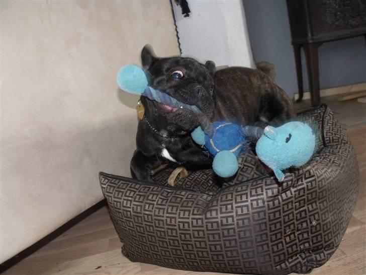 Fransk bulldog Tricki Woo billede 20