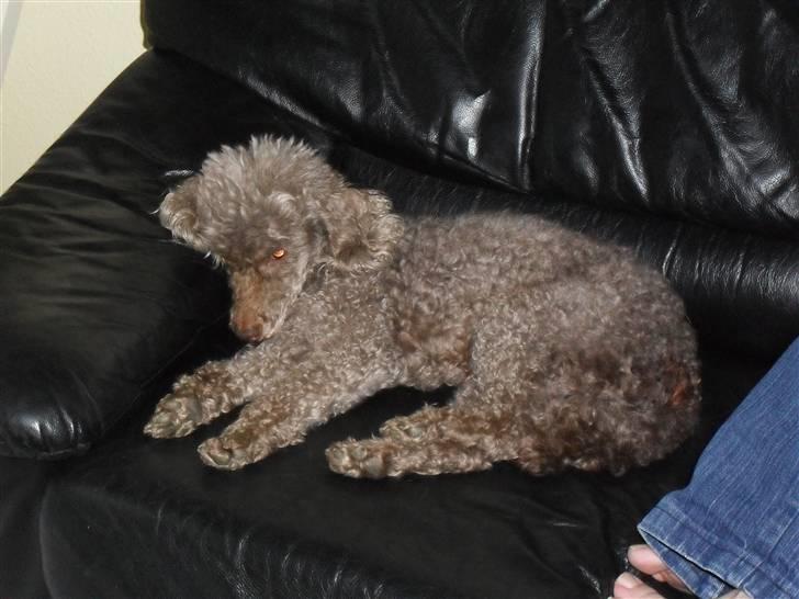 Mellempuddel Bamse R.I.P 10-03-11 billede 14