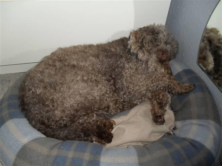 Mellempuddel Bamse R.I.P 10-03-11 billede 15