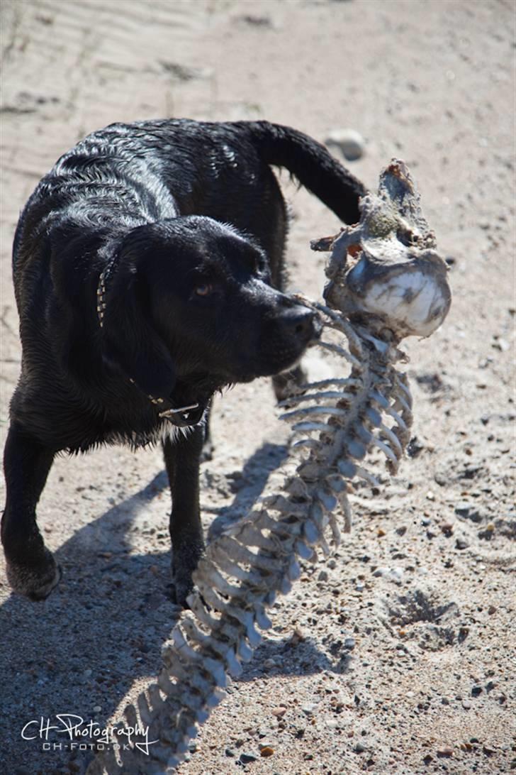 Blanding af racer lab/engelskspringer Lucky billede 17