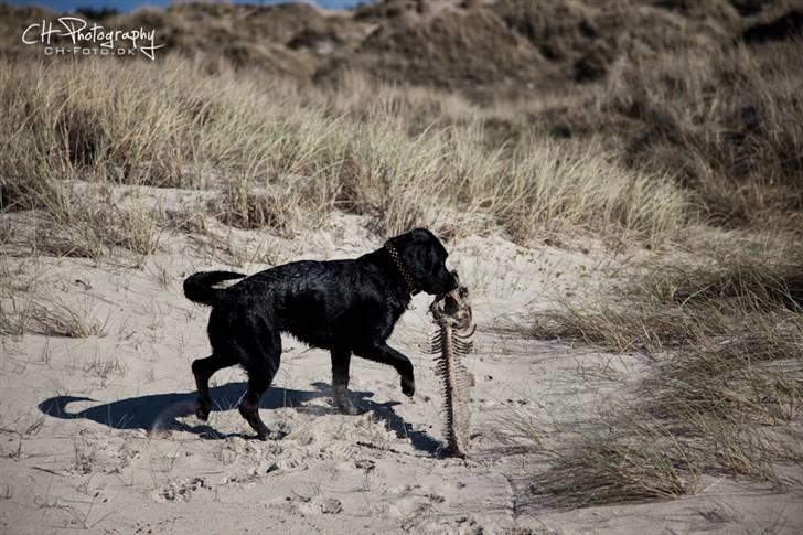 Blanding af racer lab/engelskspringer Lucky billede 18