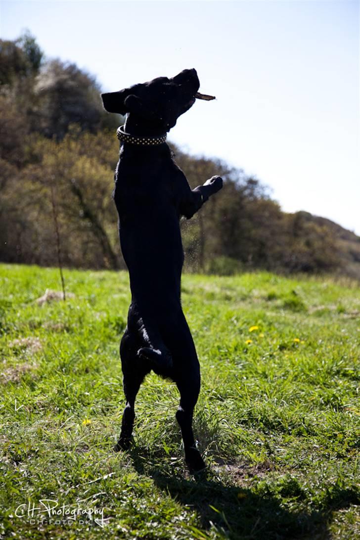 Blanding af racer lab/engelskspringer Lucky billede 22