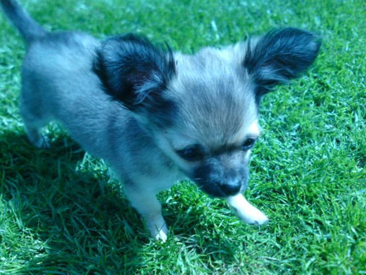 Chihuahua Malou billede 8