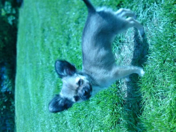 Chihuahua Malou billede 9