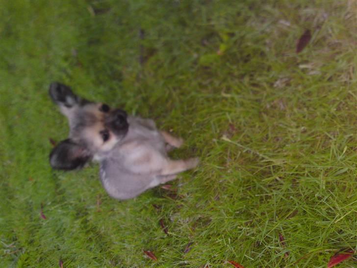 Chihuahua Malou billede 10