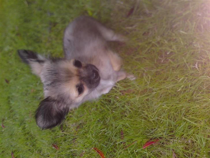 Chihuahua Malou billede 11