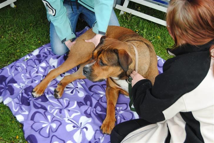 Blanding af racer sanka - hundemassage billede 14