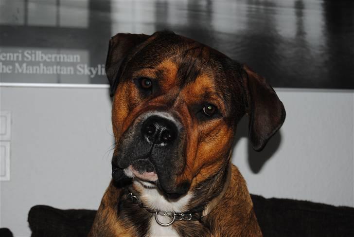 Blanding af racer sanka - dejlig som få billede 15