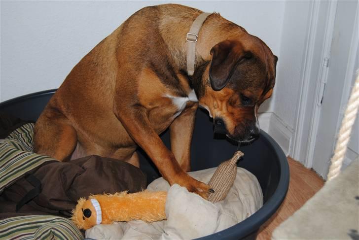 Blanding af racer sanka - nyt legetøj- HERLIGT!! billede 16