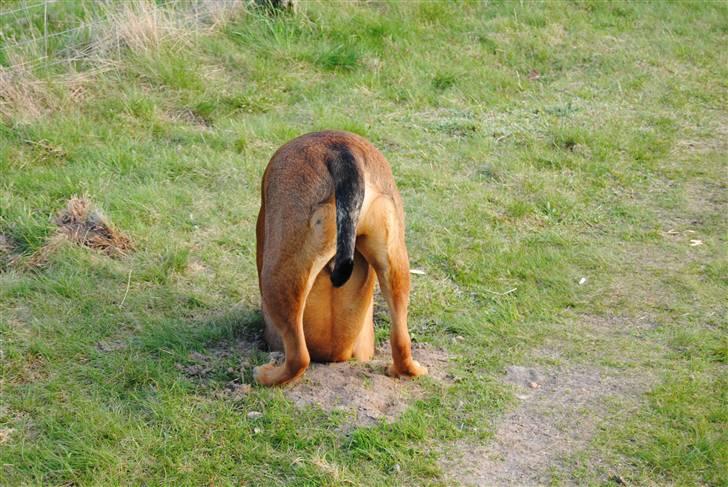 Blanding af racer sanka - HALLO ! billede 17