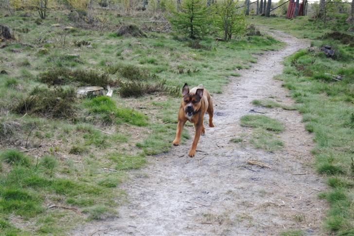 Blanding af racer sanka - pas på- her kommer jeg! billede 18
