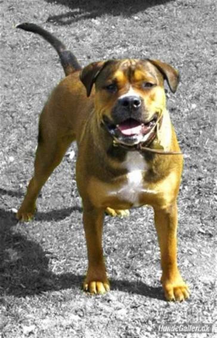 Blanding af racer sanka - lavet af: Stephanie *Nej til mundkurv - Ja til ansvar.  billede 19