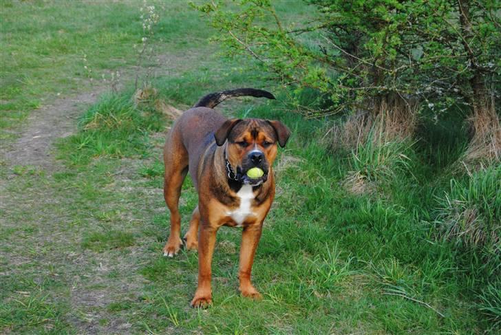 Blanding af racer sanka - elsker tennisbolde- det er ikke til at se, men han har altså proppet 2 bolde ind i munden =)  billede 20