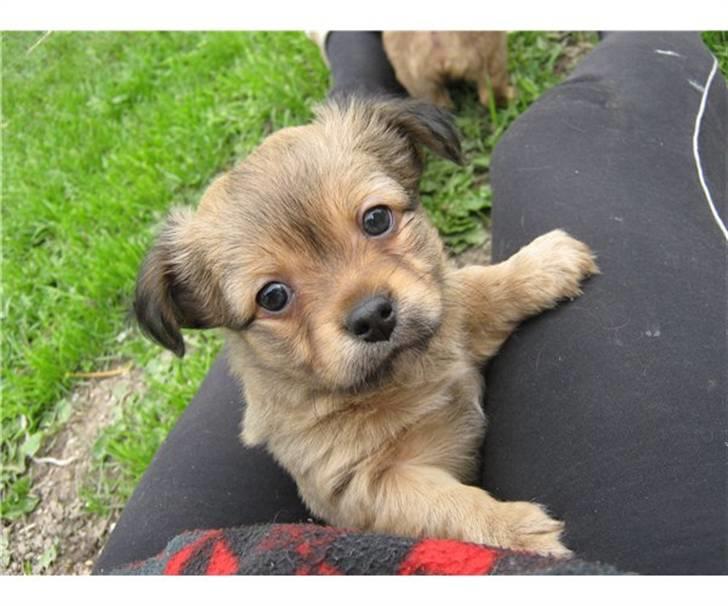 Blanding af racer Loui aka Louise - Billedet fra annoncen af. billede 6