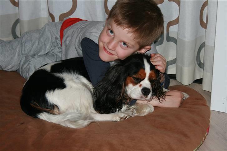 Cavalier king charles spaniel Annexgårdens Lea billede 12
