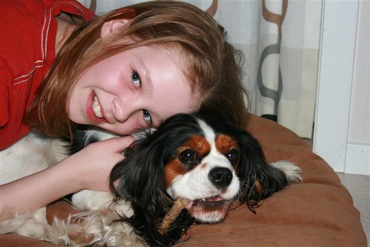 Cavalier king charles spaniel Annexgårdens Lea billede 13