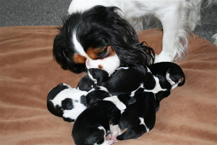 Cavalier king charles spaniel Annexgårdens Lea billede 14
