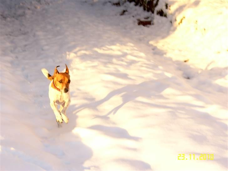 Dansk svensk gaardhund Monti<3 - vinter 2010-2011 billede 5