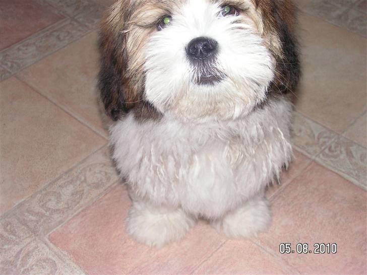 Blanding af racer Teddy billede 1