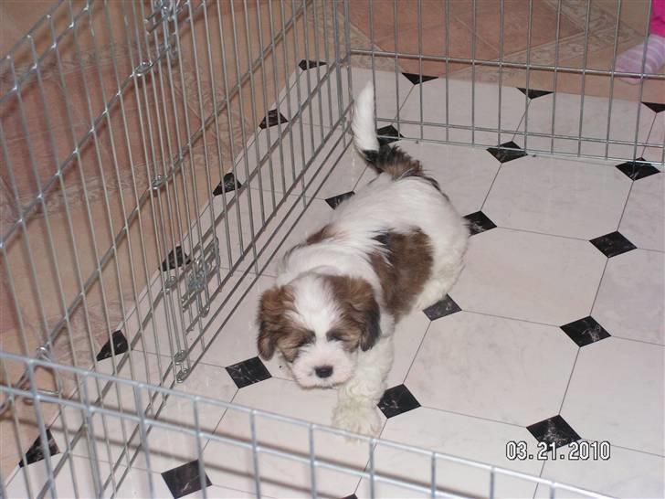 Blanding af racer Teddy - her har vi lige hentet teddy billede 2