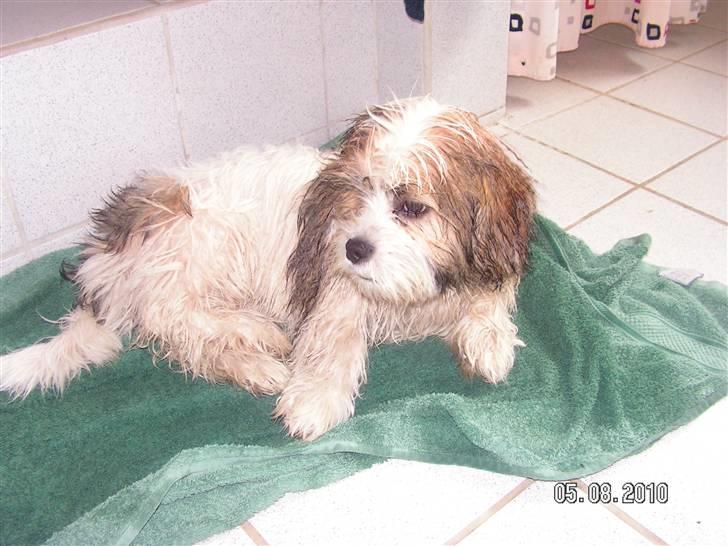 Blanding af racer Teddy - her har teddy lige været i bad billede 3