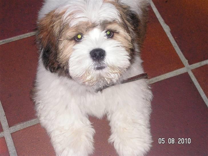 Blanding af racer Teddy - hvad laver du? billede 4